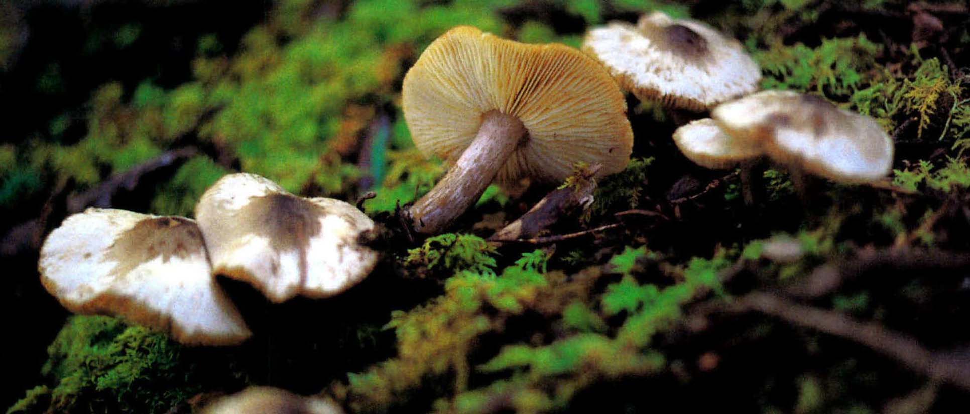 Rhodocybe nitellina (Fr.) Singer